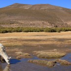 My Kingdom for Llama!